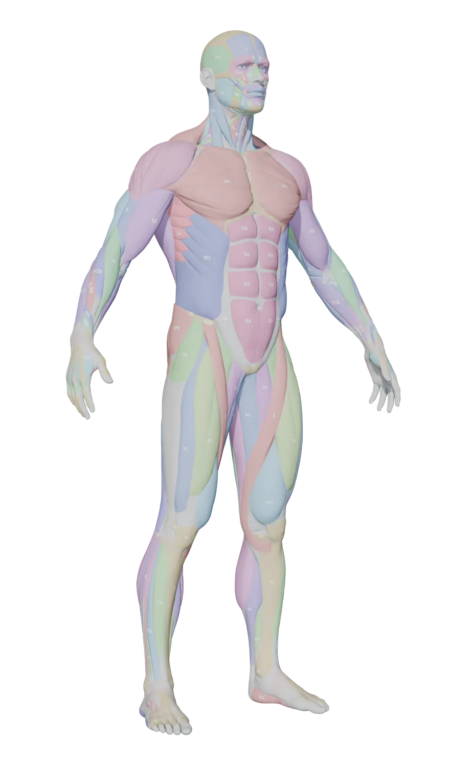Anatomy model